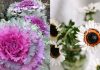 11 неприхотливых и красивых цветов для сада